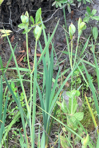 Iris tridentata, photograph 1
