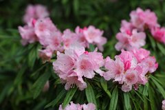 Rhododendron makinoi