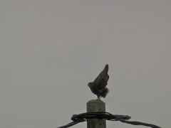 Buteo buteo
