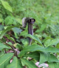 Arisaema serratum