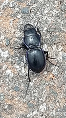 Pasimachus californicus