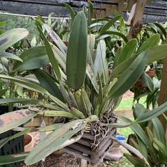 Cattleya lueddemanniana