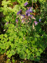 Aquilegia vulgaris