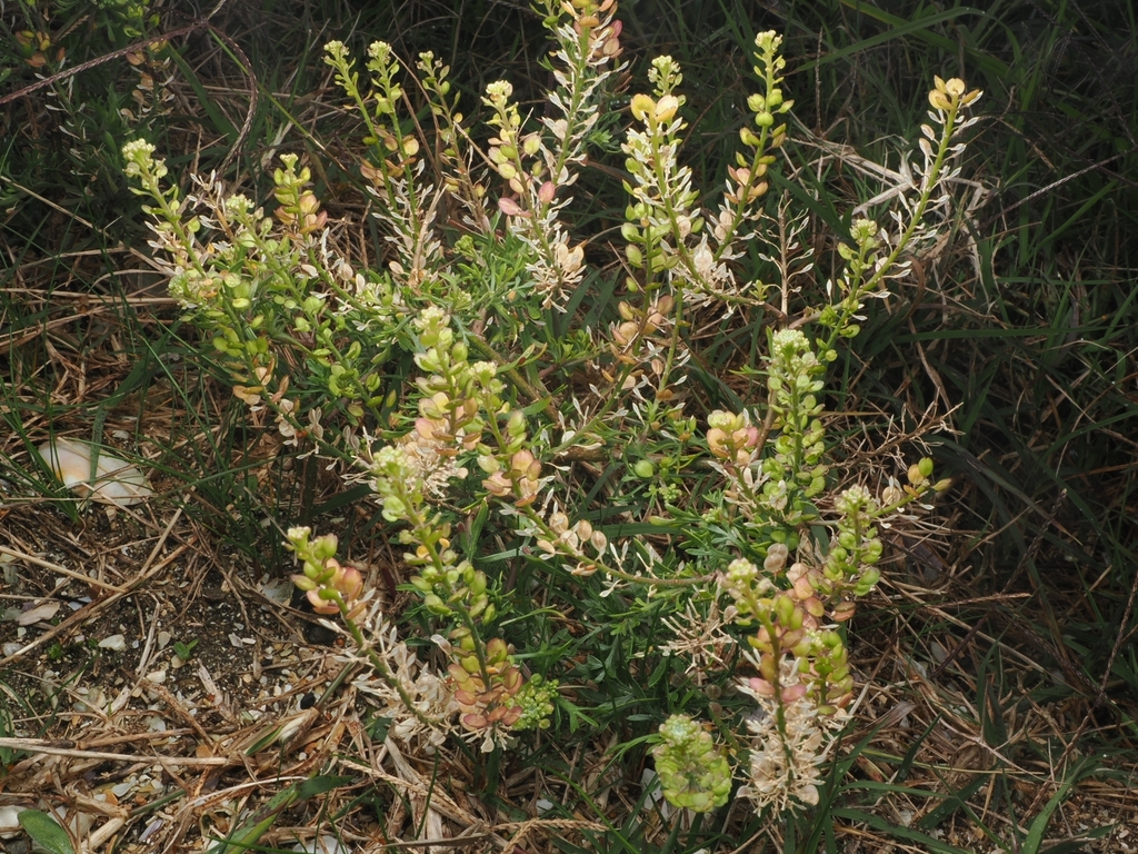 Lepidium bonariense; photograph (c) Angus Campbell, some rights reserved (CC BY)