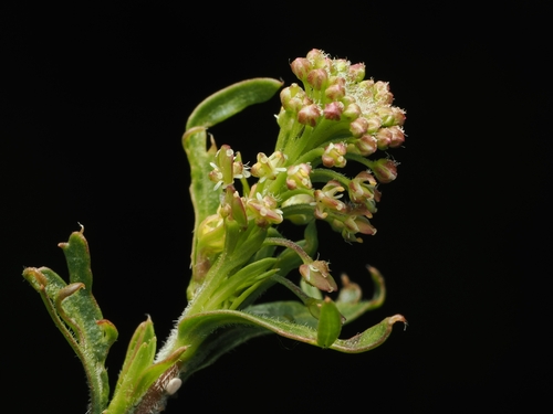 Lepidium bonariense, photograph 4