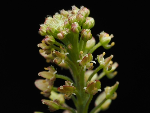 Lepidium bonariense, photograph 5