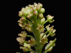 (c) Angus Campbell, some rights reserved (CC BY) Lepidium bonariense, photograph (c) Angus Campbell, some rights reserved (CC BY)