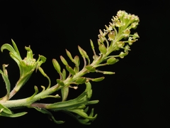 Lepidium bonariense, photograph (c) Angus Campbell, some rights reserved (CC BY)