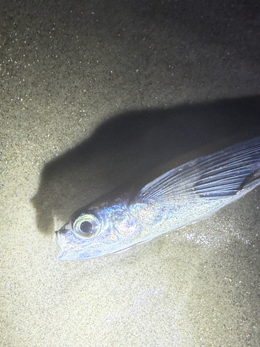 Bigwing flyingfish (Prognichthys glaphyrae) — Exocoetidae — 4