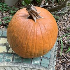 Cucurbita maxima maxima