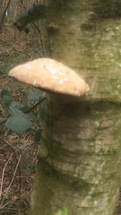 Fungi