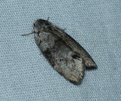Polygrammate cadburyi