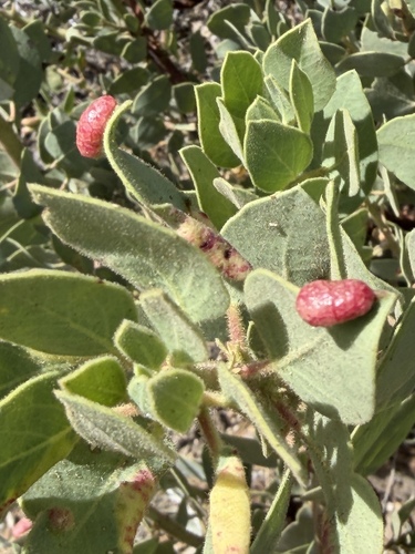 iNaturalist observation photo of Manzanita Leafgall Aphid