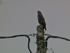 Buteo buteo