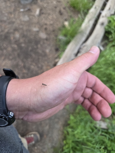 iNaturalist observation photo of Cold Weather Mosquito