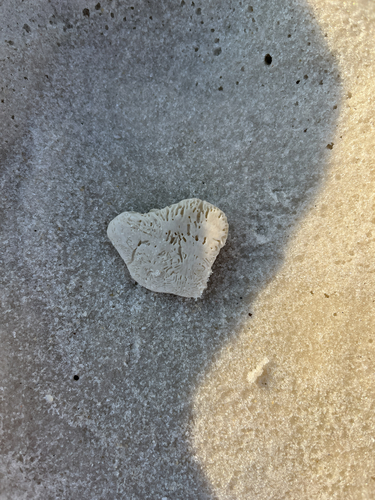 Five-slotted Sand Dollar, CR-399, Gulf Breeze, FL, US, photo 10 of 10