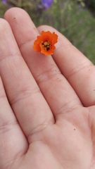 Papaver heterophyllum