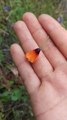 Papaver heterophyllum