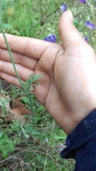Papaver heterophyllum