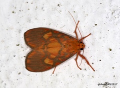 Ammatho roseororatus