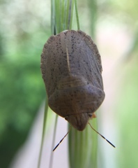 Eurygaster austriaca