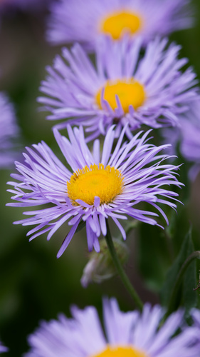 Erigeron speciosus