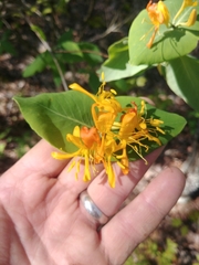 Lonicera flava