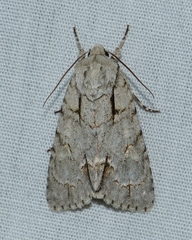 Acronicta laetifica