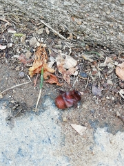 Maladera holosericea