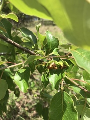 Diospyros virginiana image
