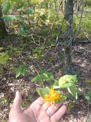 Lonicera flava