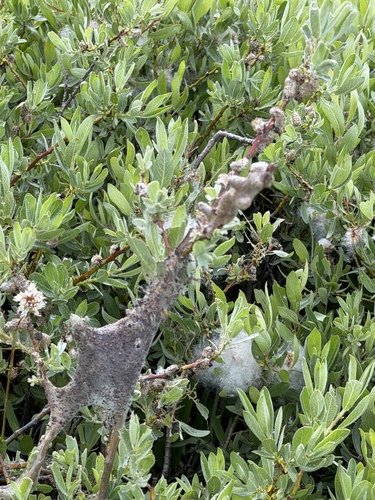 iNaturalist observation photo of Tent Caterpillar Moths