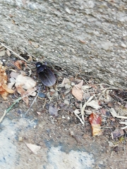 Maladera holosericea