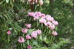 Rhododendron makinoi