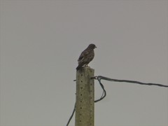 Buteo buteo