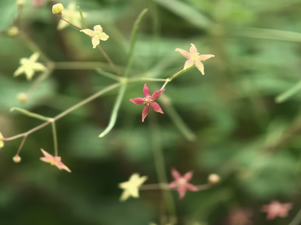 Rubia haematantha