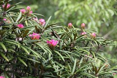 Rhododendron makinoi