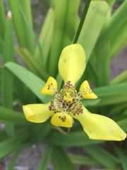 Image of Trimezia steyermarkii