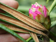 Rhododendron makinoi