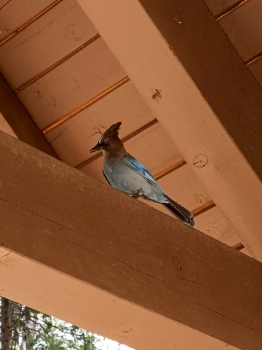 iNaturalist observation photo of Steller's Jay