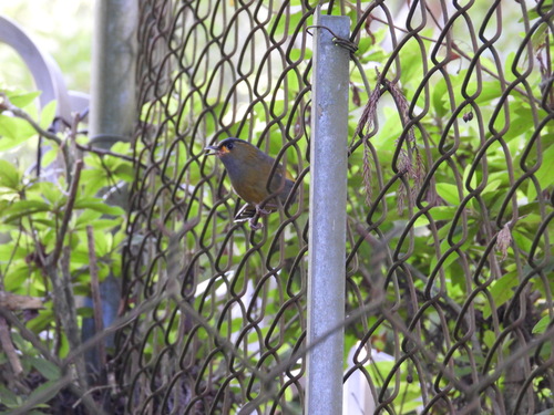 Taiwan Liocichla (Liocichla steerii), photo 6