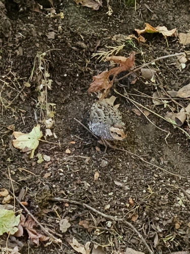 iNaturalist observation photo of Mountain Quail