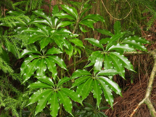 Heptapleurum taiwanianum