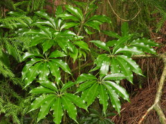 Heptapleurum taiwanianum
