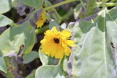 (c) Michelle W. (鍾偉瑋), some rights reserved (CC BY) Helianthus argophyllus, photograph (c) Michelle W. (鍾偉瑋), some rights reserved (CC BY)