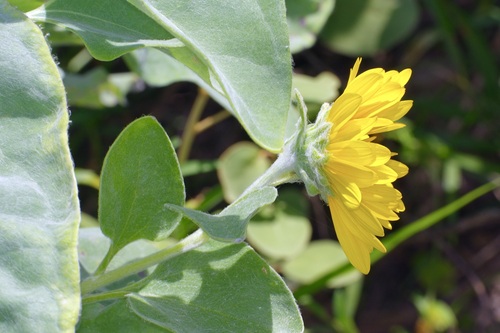 Helianthus argophyllus, photograph 4