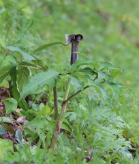 Arisaema serratum
