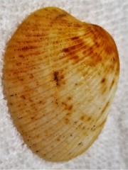Vasticardium