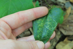 Marmara smilacisella