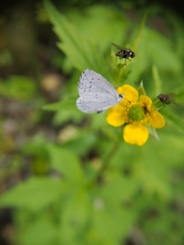 Holly Blue